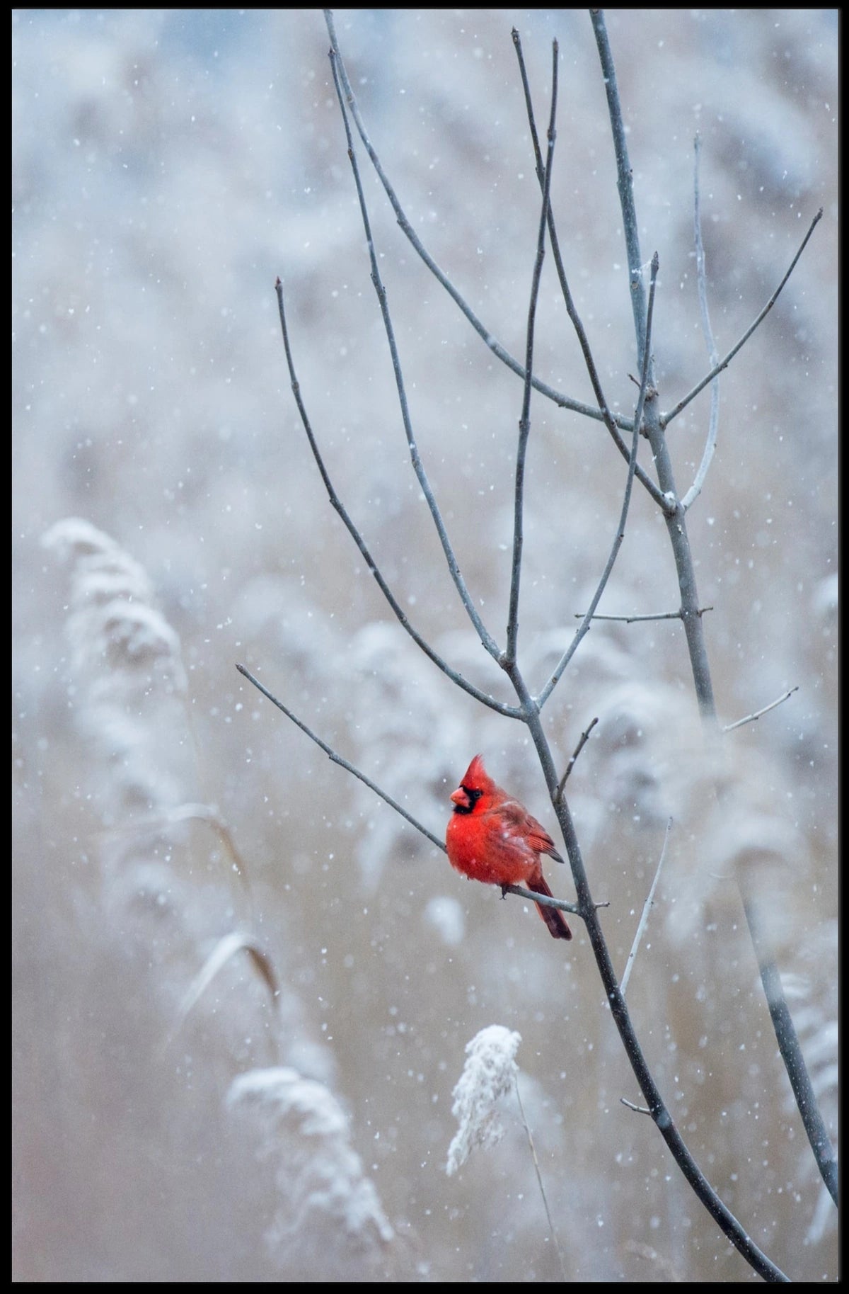 Winter Cardinal Poster