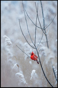Winter Cardinal Poster