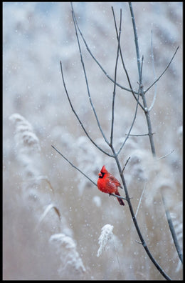Winter Cardinal Poster