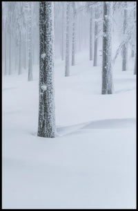 Winter Serenity: Minimalist Snow Forest National Park Poster