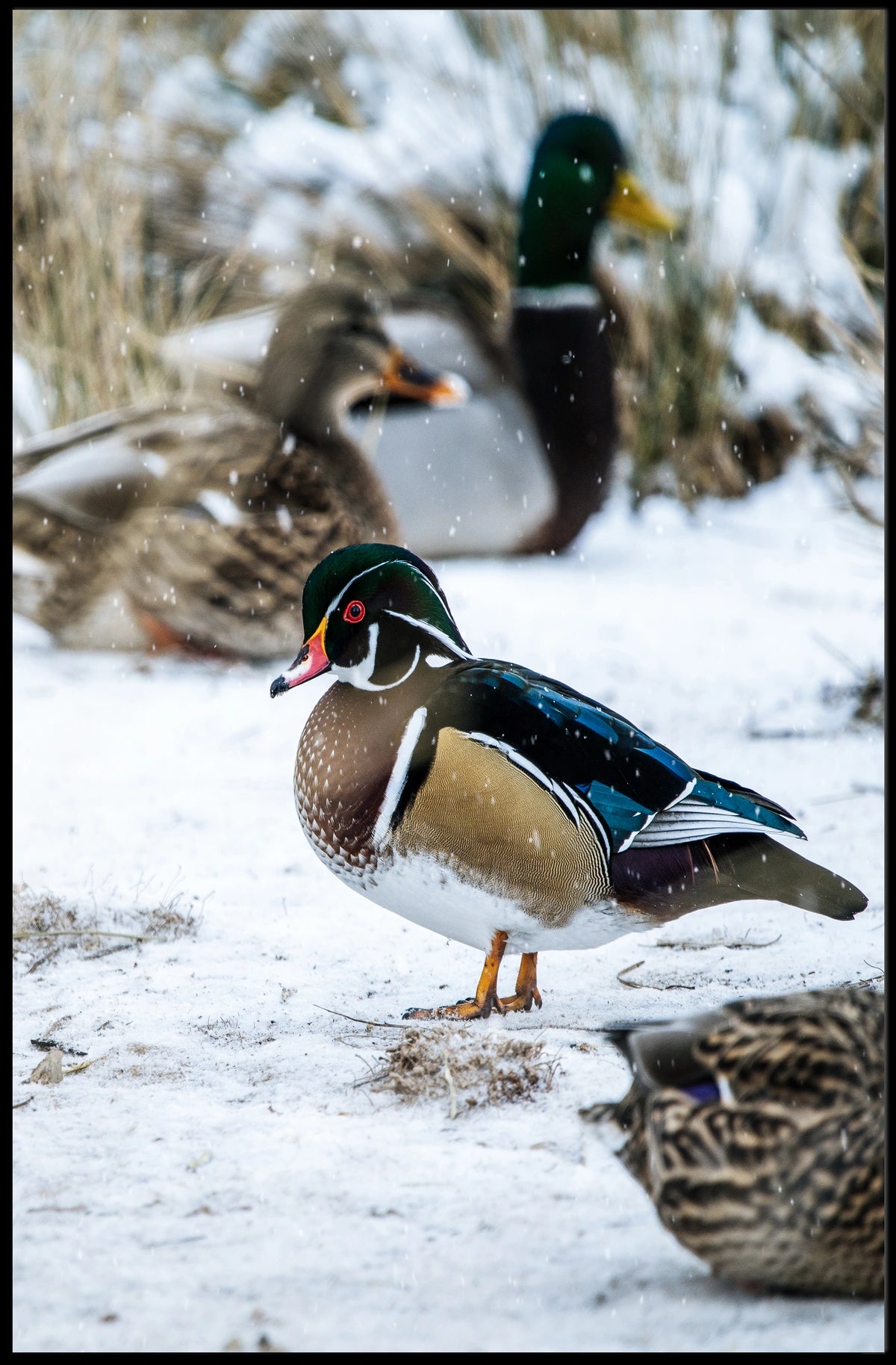 Winter Serenity Ducks In Snow Poster