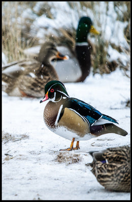Winter Serenity Ducks In Snow Poster