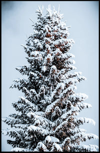 Winter Serenity Poster