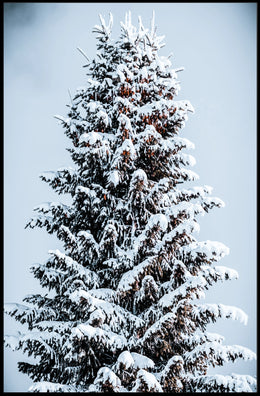 Winter Serenity Poster