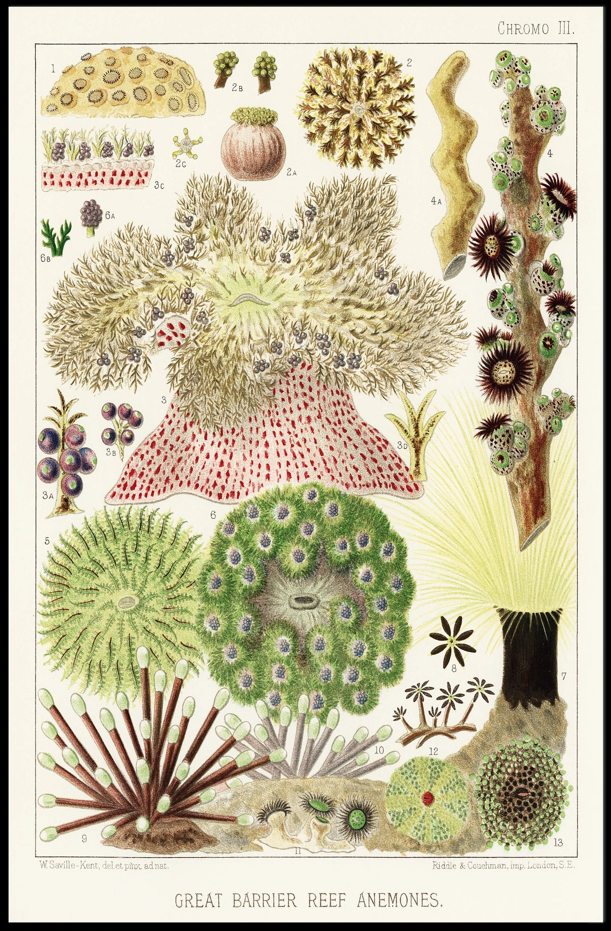 Great Barrier Reef Anemones Poster