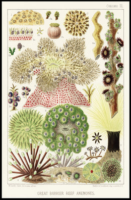 Great Barrier Reef Anemones Poster