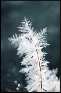 Intricate Ice Crystal Close-Up - Artistic Poster