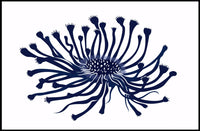 Abstract Botanical Poster: Modern Flower Design