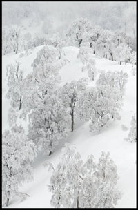 Serene Winter Wonderland Photorealistic National Park Poster