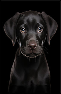 Portrait Of A Black Labrador Puppy Poster PosterGoat