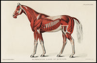 Equine Muscle Anatomy Vintage Educational Poster