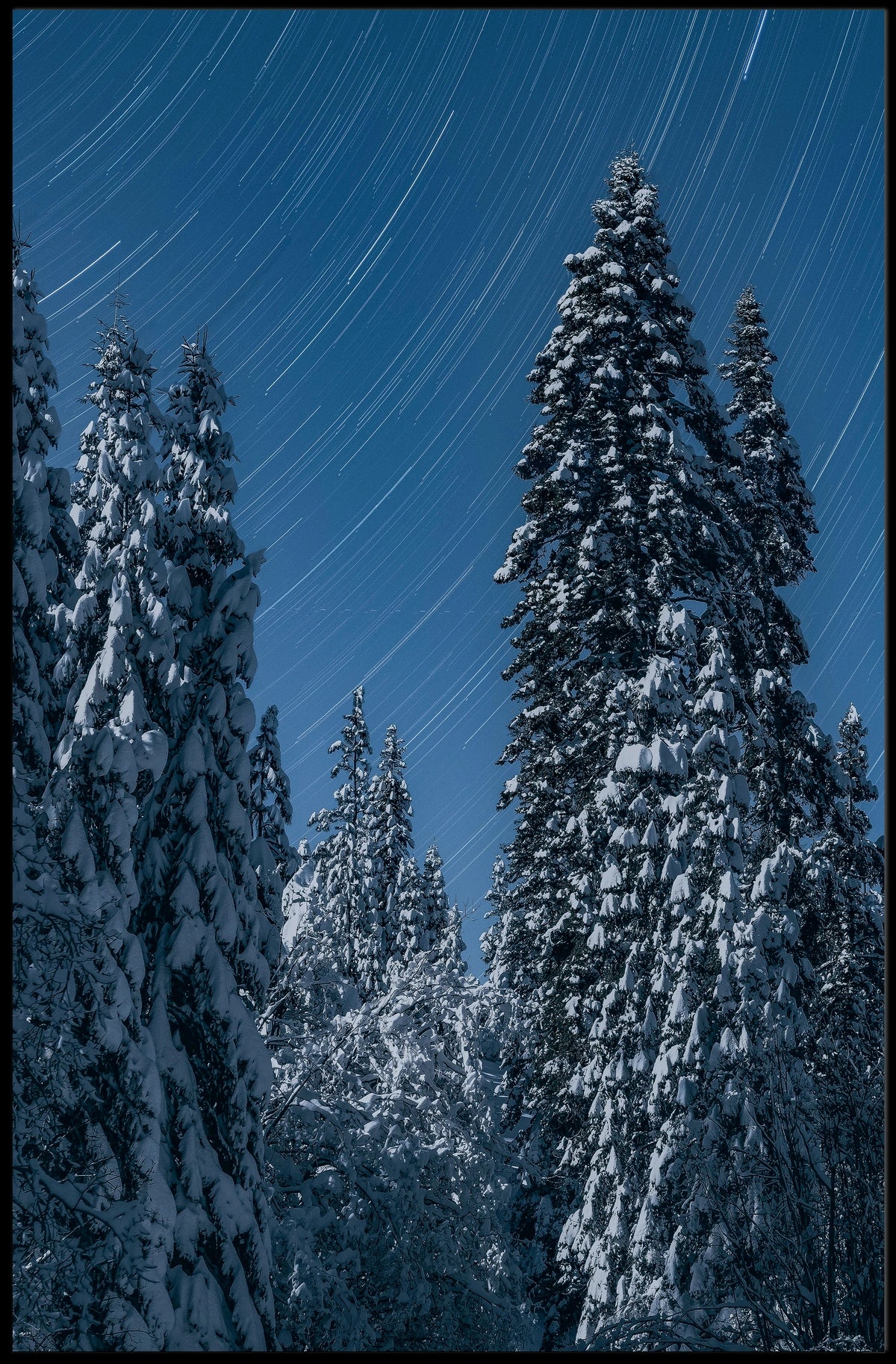 Winter Night Star Trails Forest Art Poster
