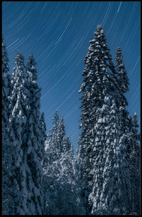 Winter Night Star Trails Forest Art Poster