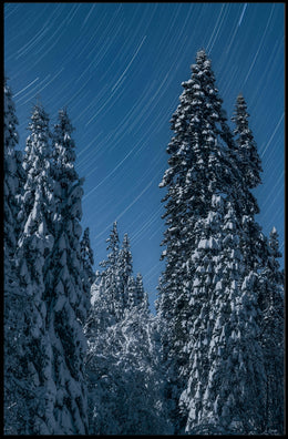 Winter Night Star Trails Forest Art Poster