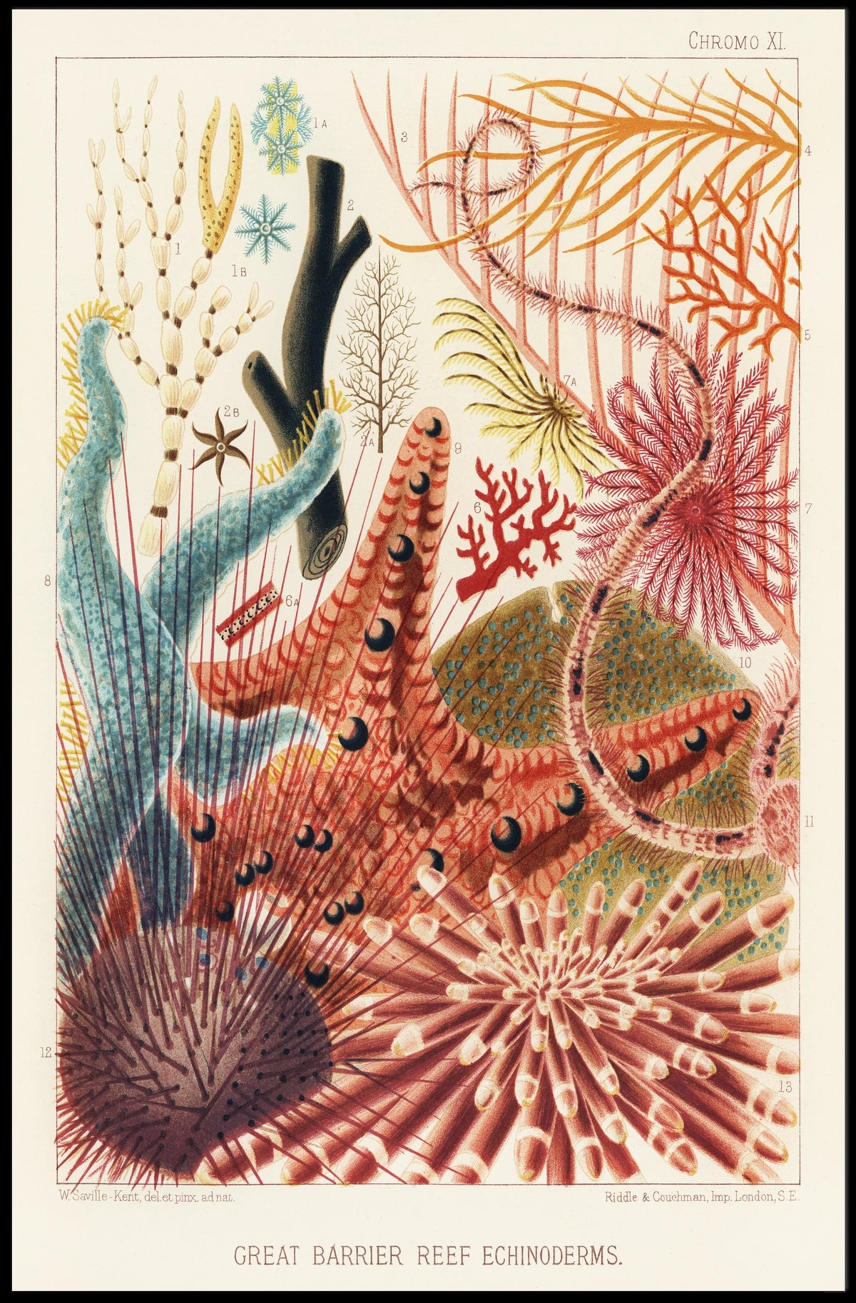 Great Barrier Reef Echinoderms Poster
