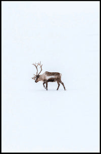Solitary Reindeer In Snow Poster
