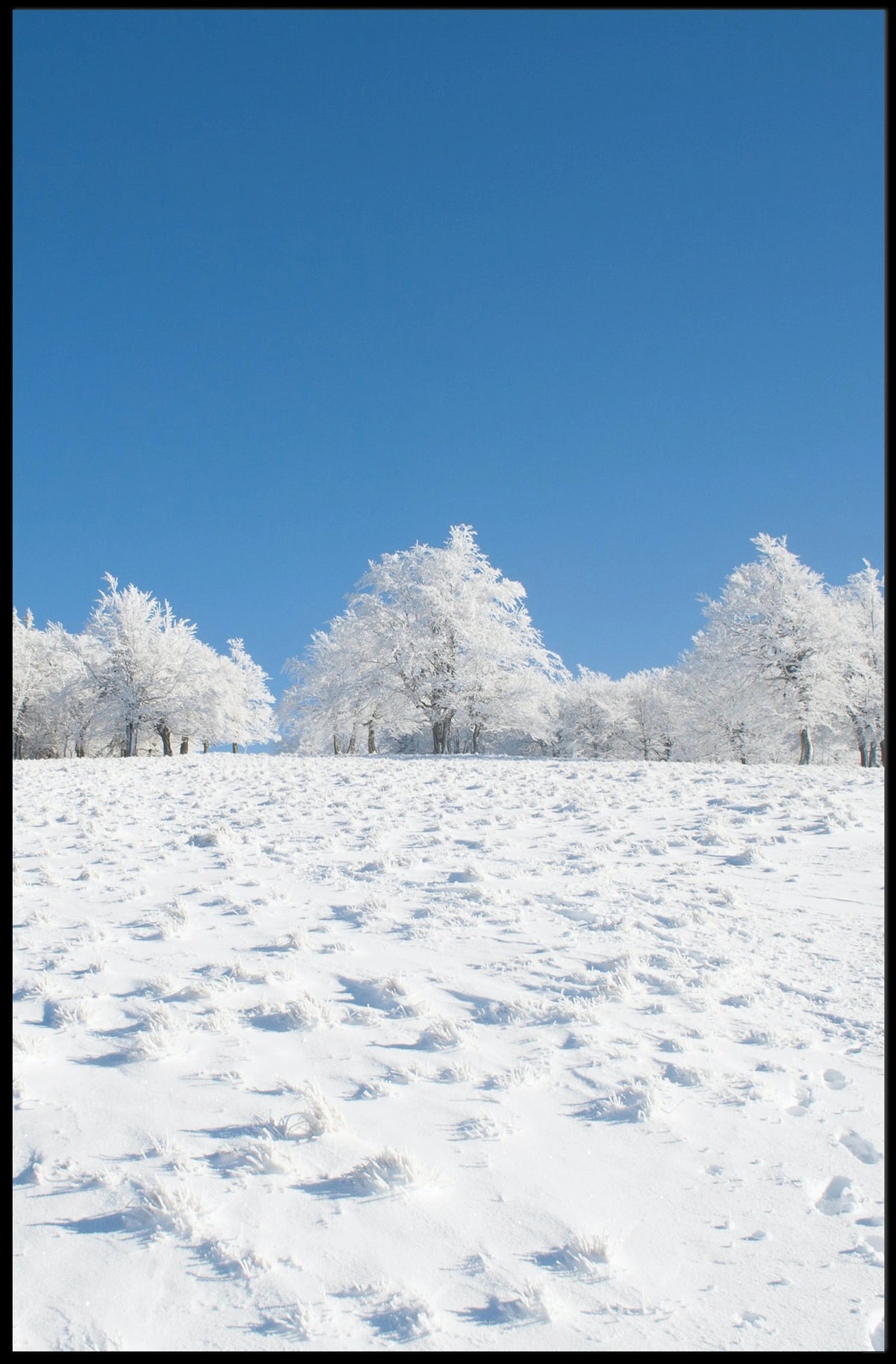 Winter Tranquility: Nature's Beauty in National Park Poster