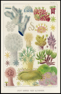 Great Barrier Reef Alcyonaria Poster