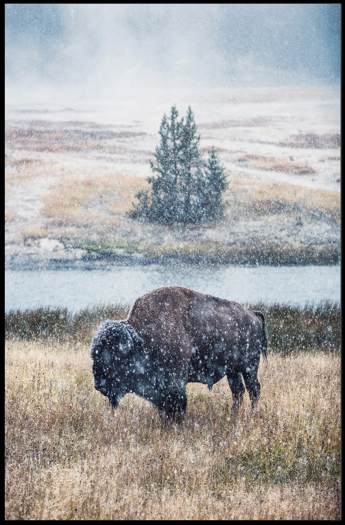 Majestic Bison In Snowfall Poster