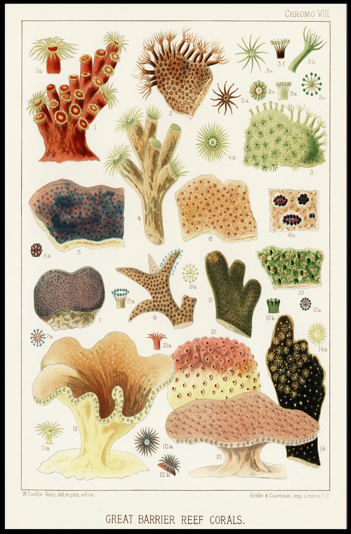 Great Barrier Reef Corals Poster