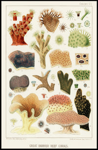 Great Barrier Reef Corals Poster