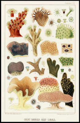 Great Barrier Reef Corals Poster