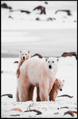 Polar Bear Family in the Arctic Poster