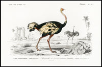 Ostrich Exploration in Ancient Continent Animal Poster