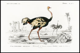 Ostrich Exploration in Ancient Continent Animal Poster