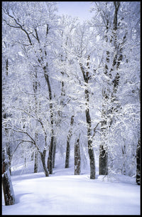 Winter Wonderland Poster