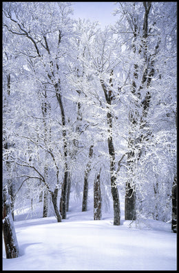 Winter Wonderland Poster