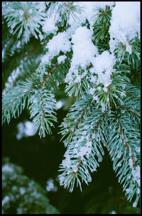 WinterS Touch Poster