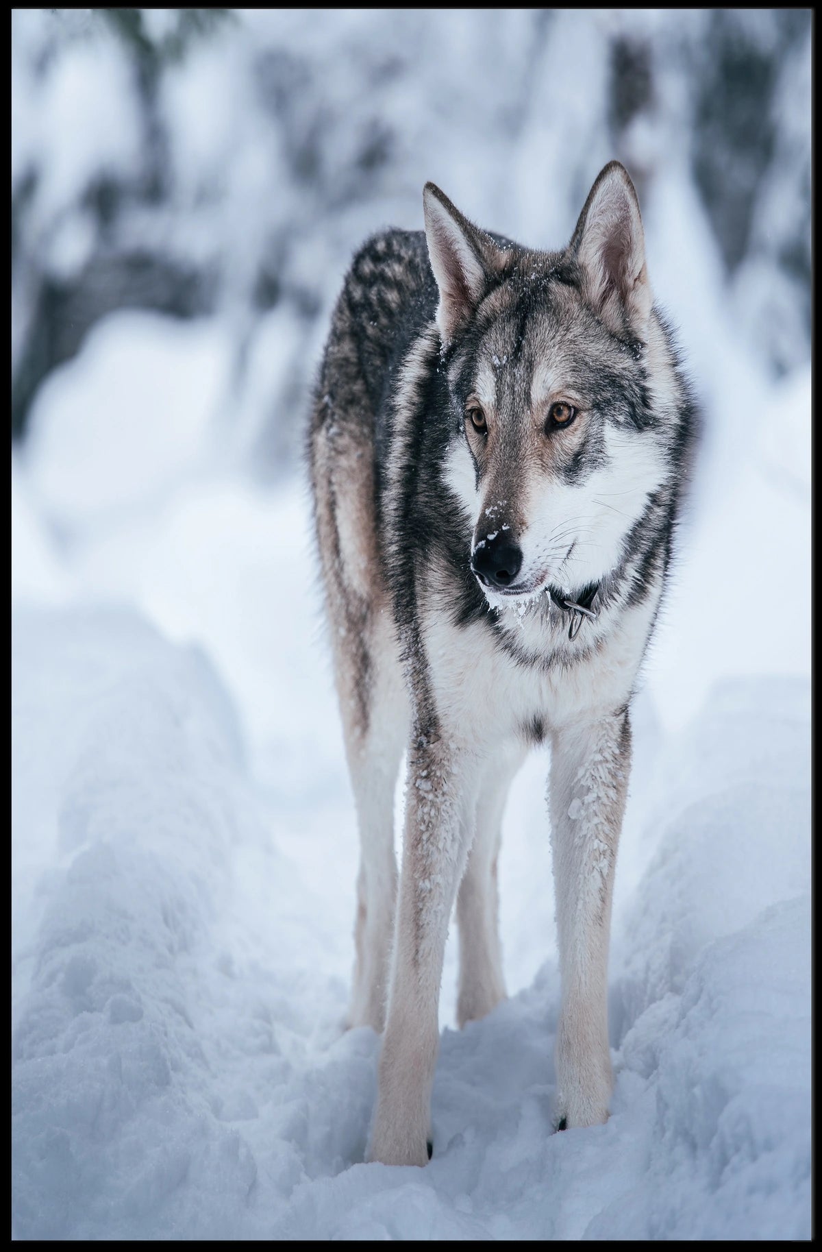 Winter Wolf In The Snow Poster