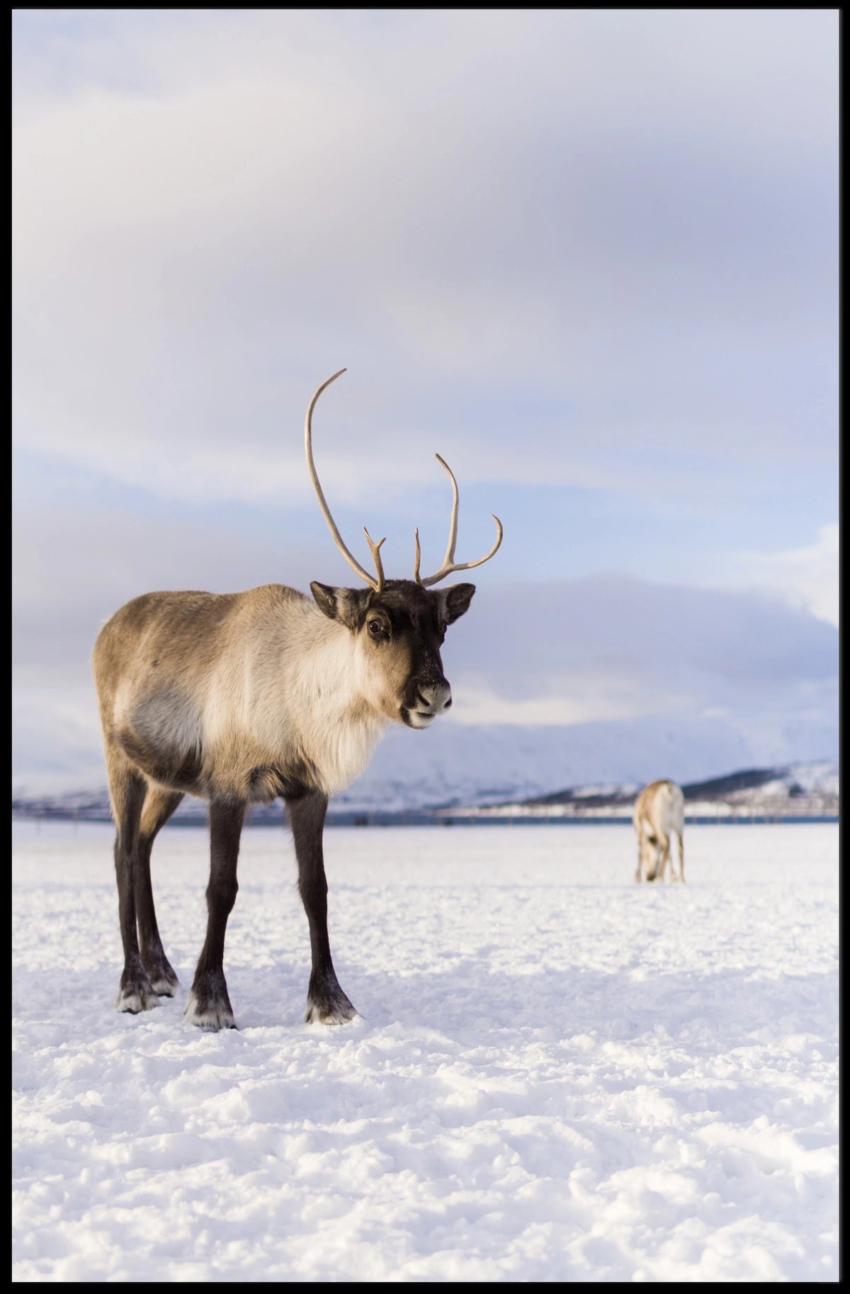 Winter Wilderness Majestic Reindeer Poster
