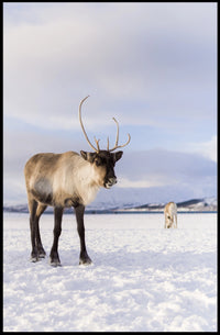 Winter Wilderness Majestic Reindeer Poster