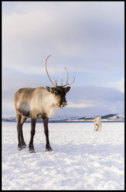 Winter Wilderness Majestic Reindeer Poster