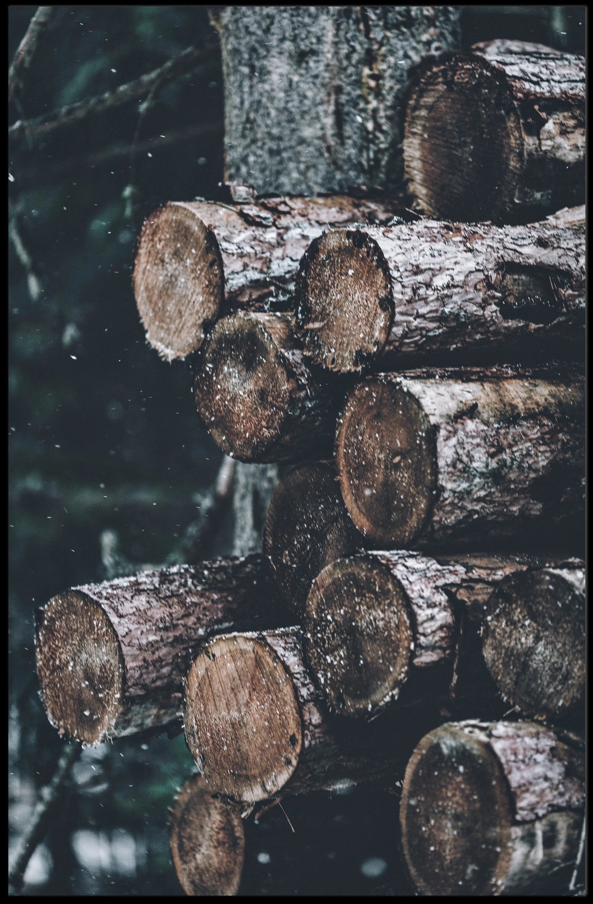 Stacked Logs Woodland Serenity: National Park Poster