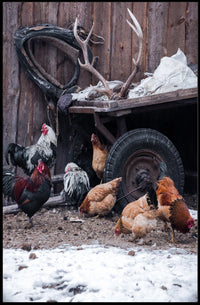 Rustic Farmyard Scene Poster
