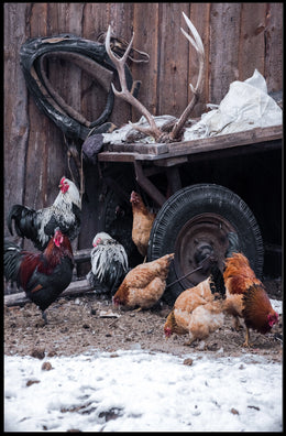 Rustic Farmyard Scene Poster