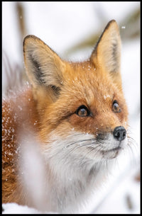 Red Fox in Winter Wonderland Animal Poster