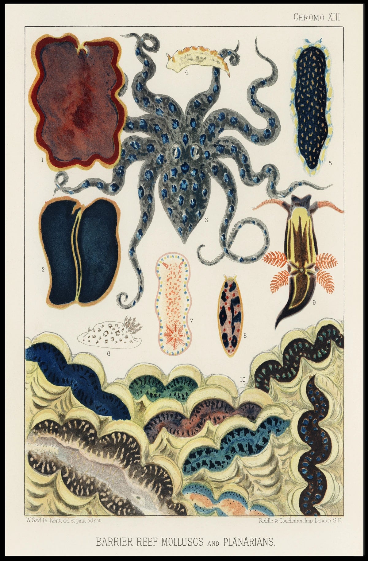 Barrier Reef Molluscs And Planarians Poster