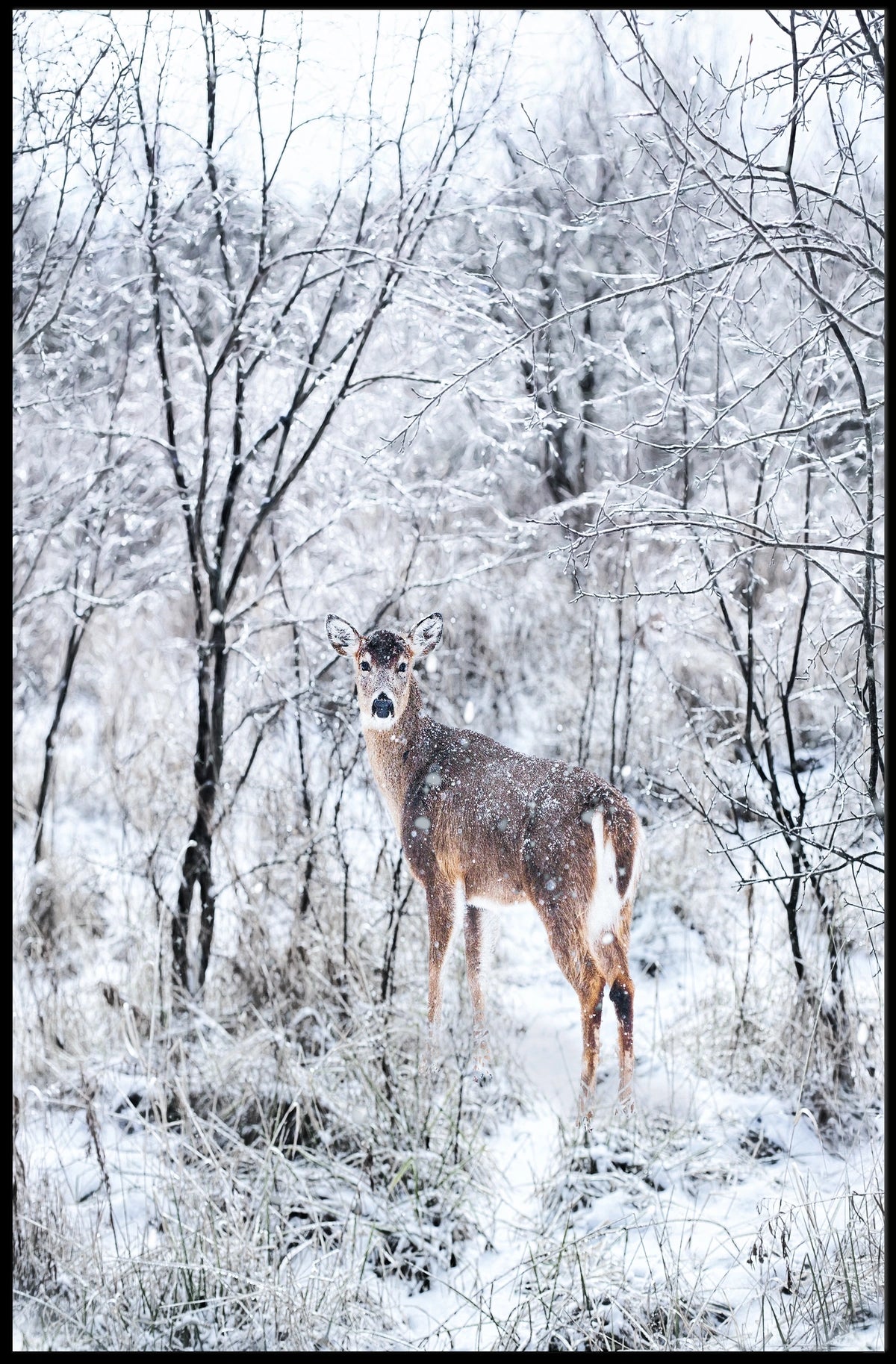 Winter Wilderness Poster