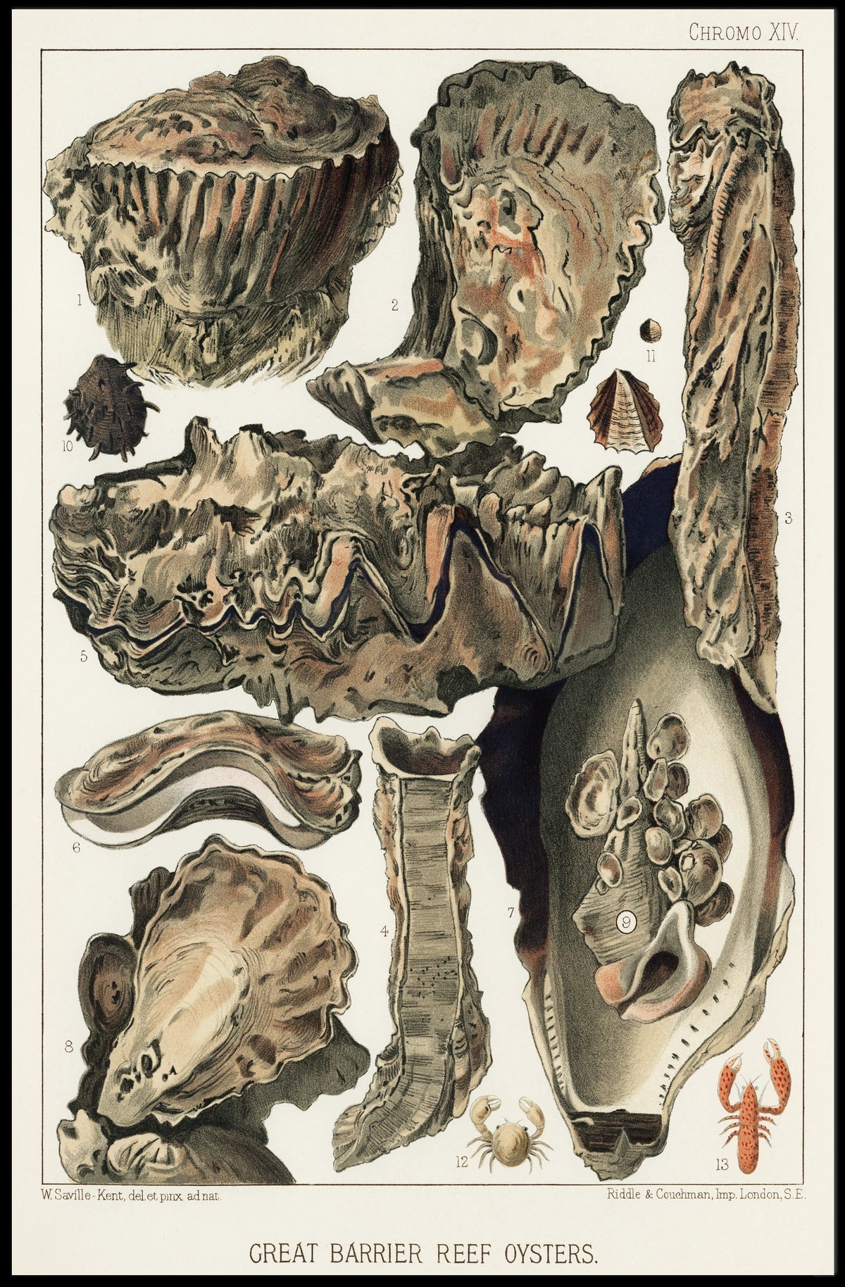 Great Barrier Reef Oysters Poster