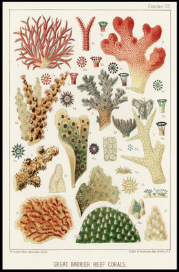 Great Barrier Reef Corals Poster
