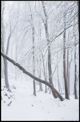 Winter Wonderland Poster