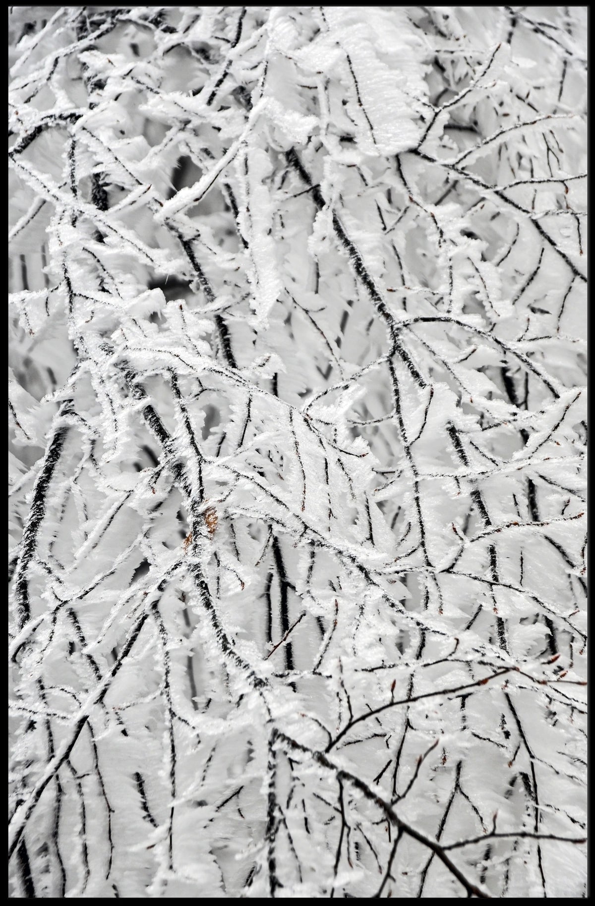 Winter Woodland Serenity: Abstract or Artistic Poster