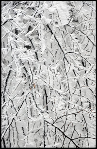 Winter Woodland Serenity: Abstract or Artistic Poster