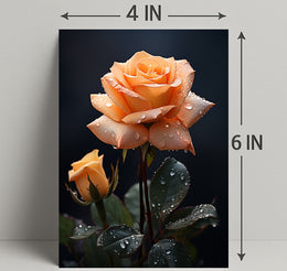 Dew-Kissed Rose Poster PosterGoat