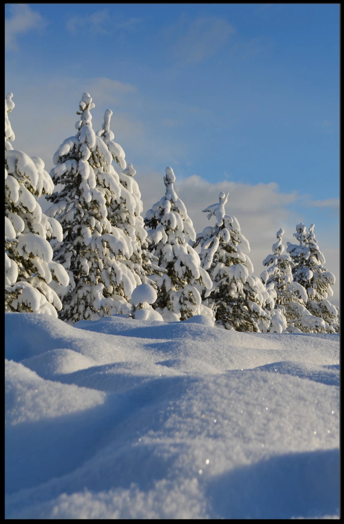 Serene Winter Landscape with Evergreen Trees National Park Poster