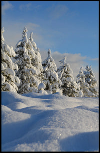 Serene Winter Landscape with Evergreen Trees National Park Poster